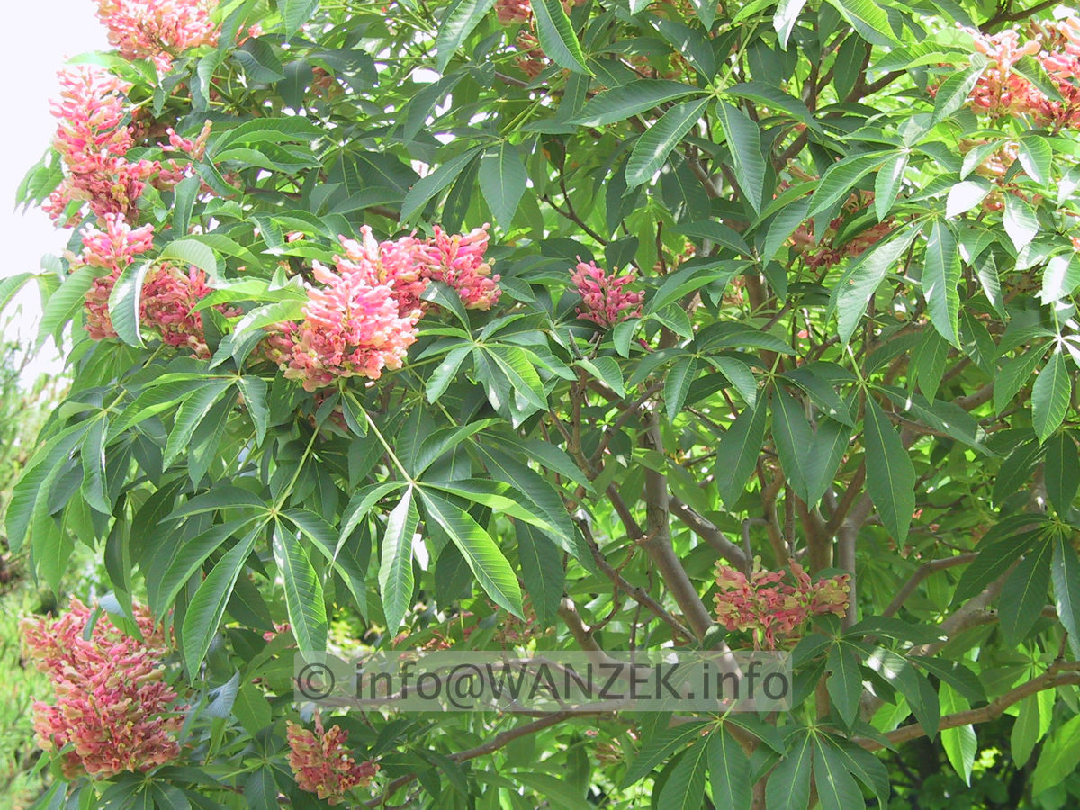 Aesculus pavia Koehnei 02.JPG
